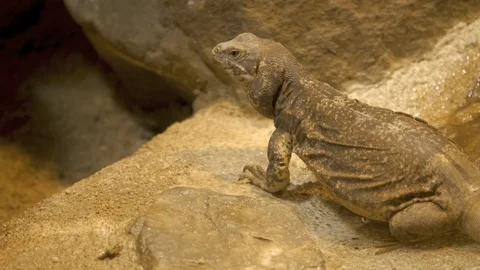 Lizard facing left on a rock- camera pans right Stock Footage 105358617