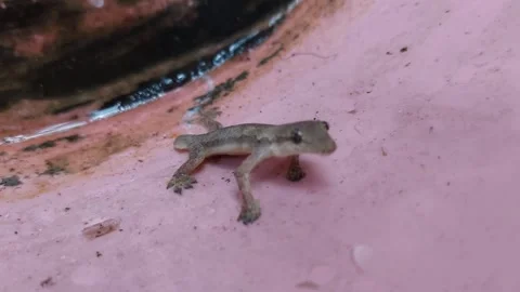 Lizard falls into water Stock Footage 266362897