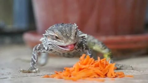 Lizard Feed on carrots Vidéo 16317969