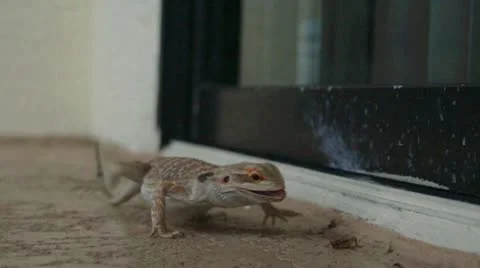 Lizard Feeding on Crickets Stock Footage 18174315
