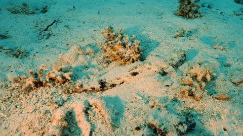 Lizard fish camouflage in the sand 스톡 동영상 126723576