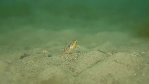 Lizard fish sand close up Stock Footage 231958001