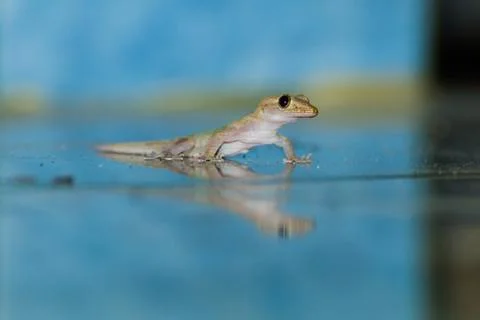 Lizard on floor Stock Photos
