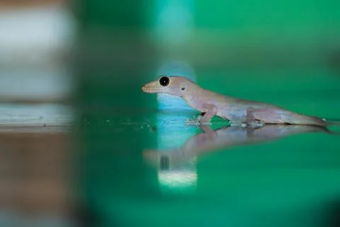 Lizard on floor Stock Photos