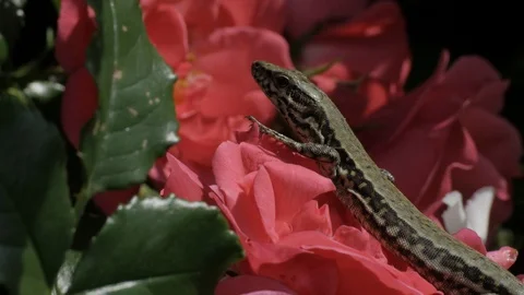 Lizard on flower - 4k Stock Footage 98820042