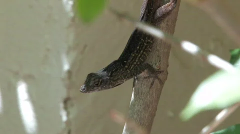Lizard Stock Footage 324756
