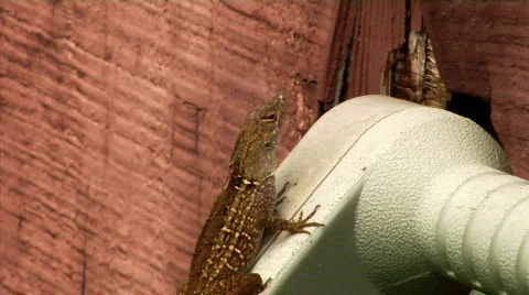 Lizard Stock Footage 371428