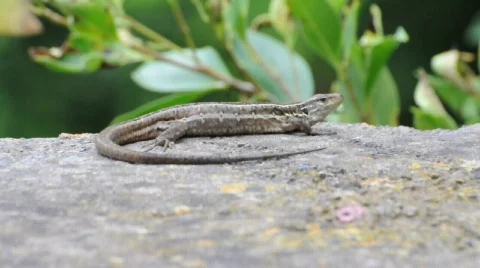 Lizard Stockbeeldmateriaal 523830