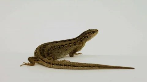 Lizard Stock-Footage 840165