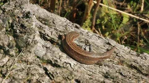 Lizard Stockbeeldmateriaal 860894