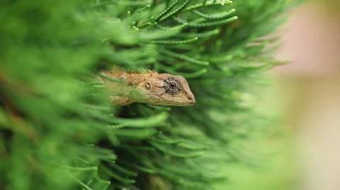Lizard Stock Footage
