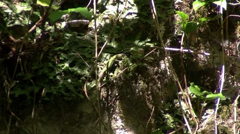 Lizard Stock Footage 8690800