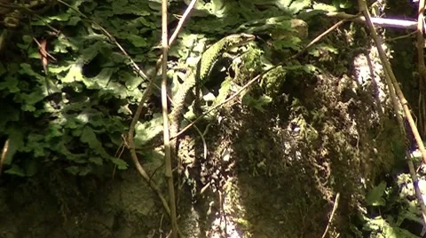 Lizard Stock Footage 8833512