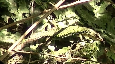 Lizard Stock-Footage 8833513