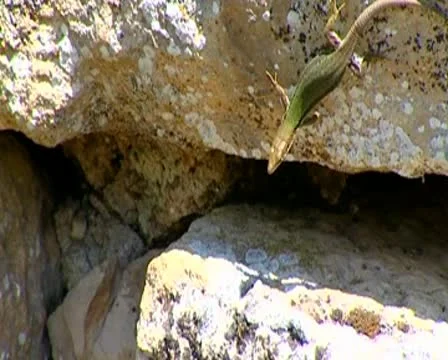 Lizard Stock Footage 10571362