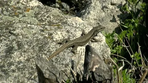 Lizard Stock Footage