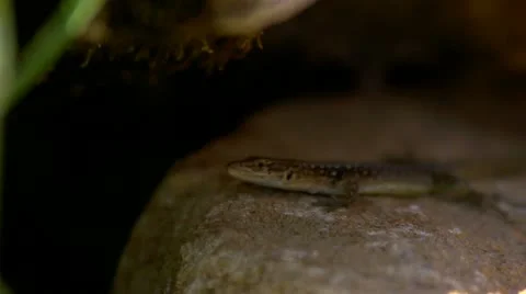 Lizard Stock Footage 11692675