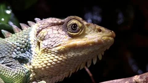 Lizard Stock Footage 12437727