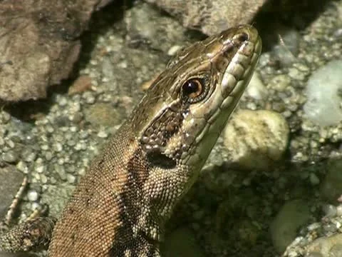 Lizard Stock Footage 21242866