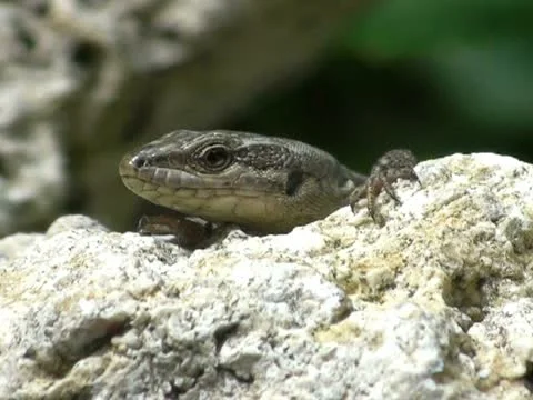 Lizard Stock Footage 21243054