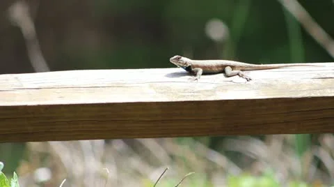 A lizard Stock Footage 22425228