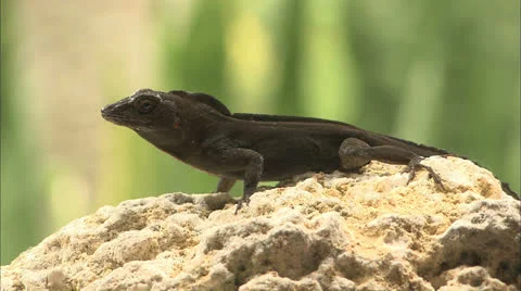 Lizard Stock Footage 22671802