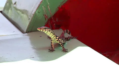 Lizard Stock Footage 23663032