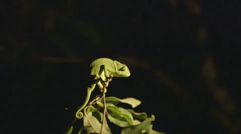 Lizard Stock Footage 26718987