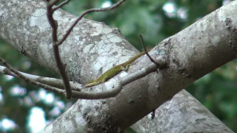Lizard Stock Footage 96258165