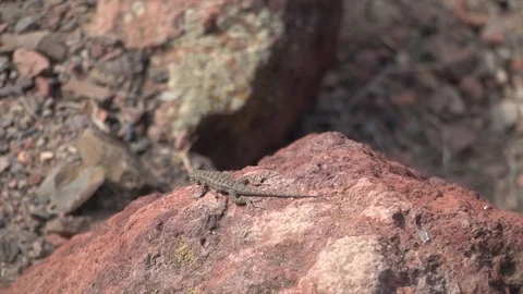 Lizard Stock Footage 101437356
