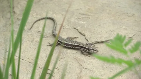 Lizard Stock Footage 130849959