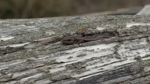 Lizard. Stock Footage 194031362