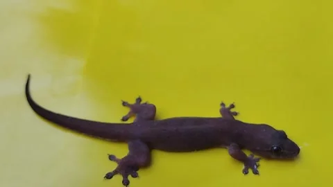 Lizard Stock Footage 221302422