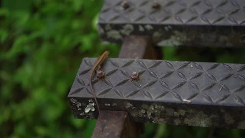 Lizard Stock Footage 277788632