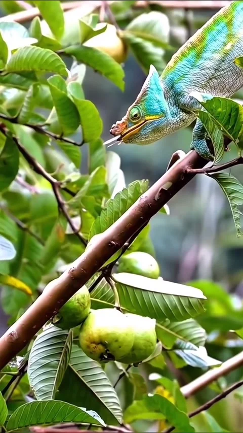 Lizard Stockbeeldmateriaal 331093816