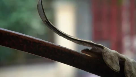 Lizard Stock-Footage 340927441