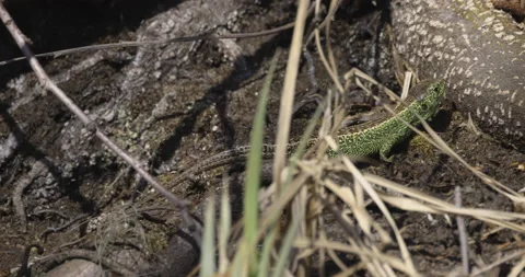 Lizard in the forest, 4K slomo closeup Stock Footage 194033318