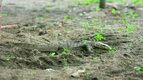 Lizard in forest Stock Footage 12177147