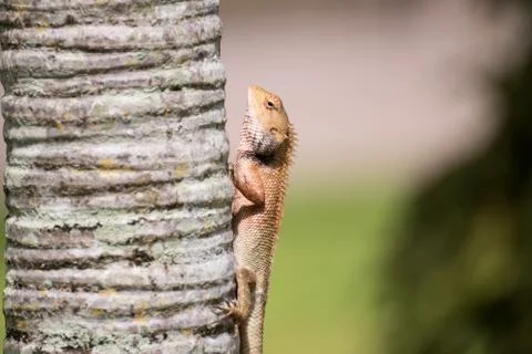 The Lizard form Thailand Stock Photos