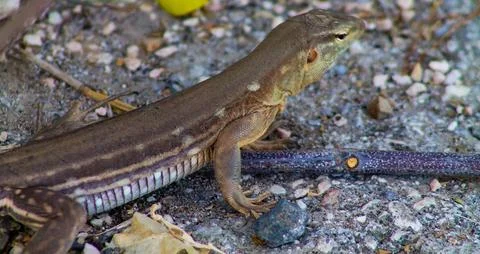 Lizard in the garden. Close-up of a lizard. Foto stock