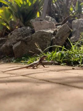 Lizard in a Garden Fotos de archivo