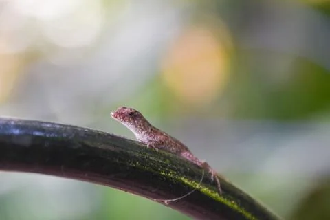 Lizard on a garden tree Stock Photos