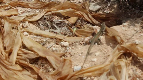 Lizard gecko in dry desert Stock Footage 35420041