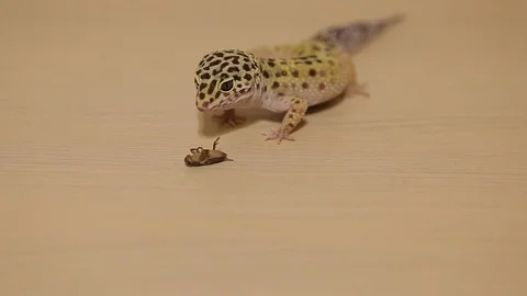 Lizard Gecko Stock Footage 111531296