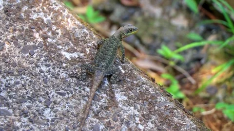 Lizard gecko iguana reptile on ground and rock in Brazil. Stock-Footage 334294112