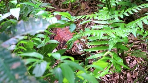 Lizard gecko iguana reptile on ground and grass in Brazil. Stock Footage 340505595