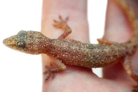 Lizard Gecko on white background in hand. Stock Photos
