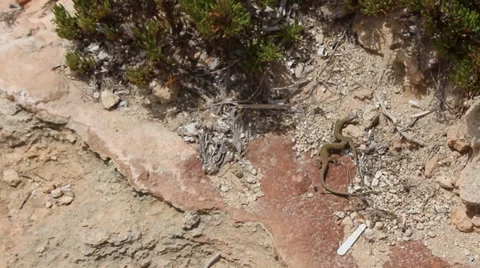 Lizard gecko's fighting dry desert Video stock 35419932
