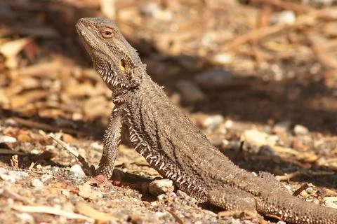 Lizard getting warm Stock Photos