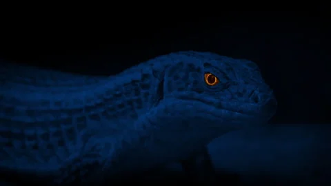 Lizard With Glowing Eyes In Cave At Night Stock Footage 248918231